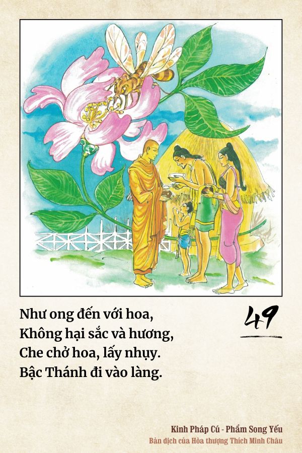 Pháp cú 49